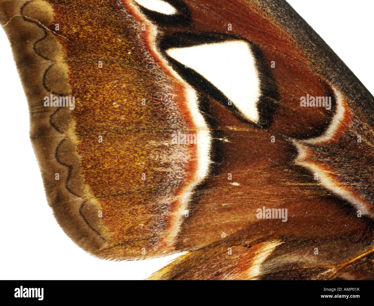 Extreme Nahaufnahme eines Kaisers Motten Flügel zeigen im Detail natürlichen Texturen und Muster. Stockfoto