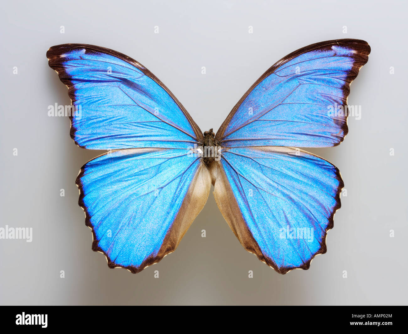 Top Shot plan extreme Nahaufnahme eines Menelaus blaue Morpho (Morpho menelaus) Schmetterling, eröffnete Winged, vor einem weißen Hintergrund im Studio Stockfoto