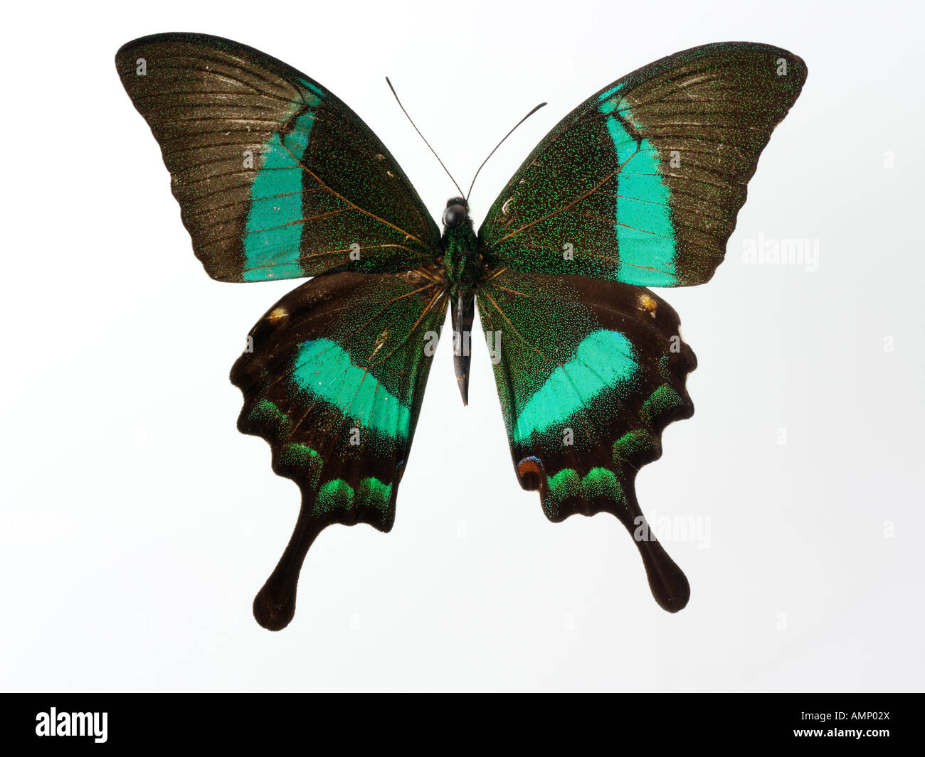 Top Shot Draufsicht auf einen Schwalbenschwanz Schmetterling, eröffnete Winged, vor einem weißen Hintergrund im Studio Stockfoto