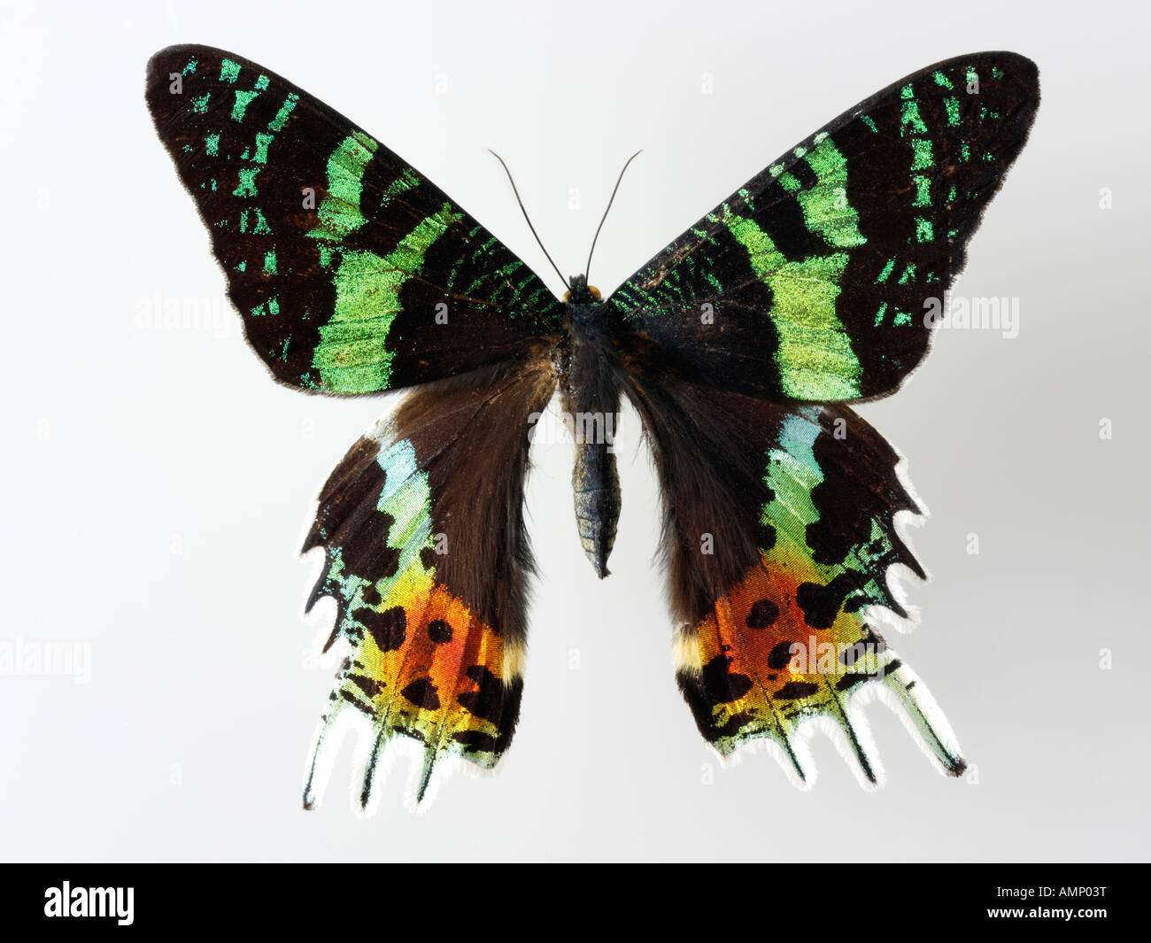 Top Shot Draufsicht auf einen Schwalbenschwanz Schmetterling, eröffnete Winged, vor einem weißen Hintergrund im Studio Stockfoto