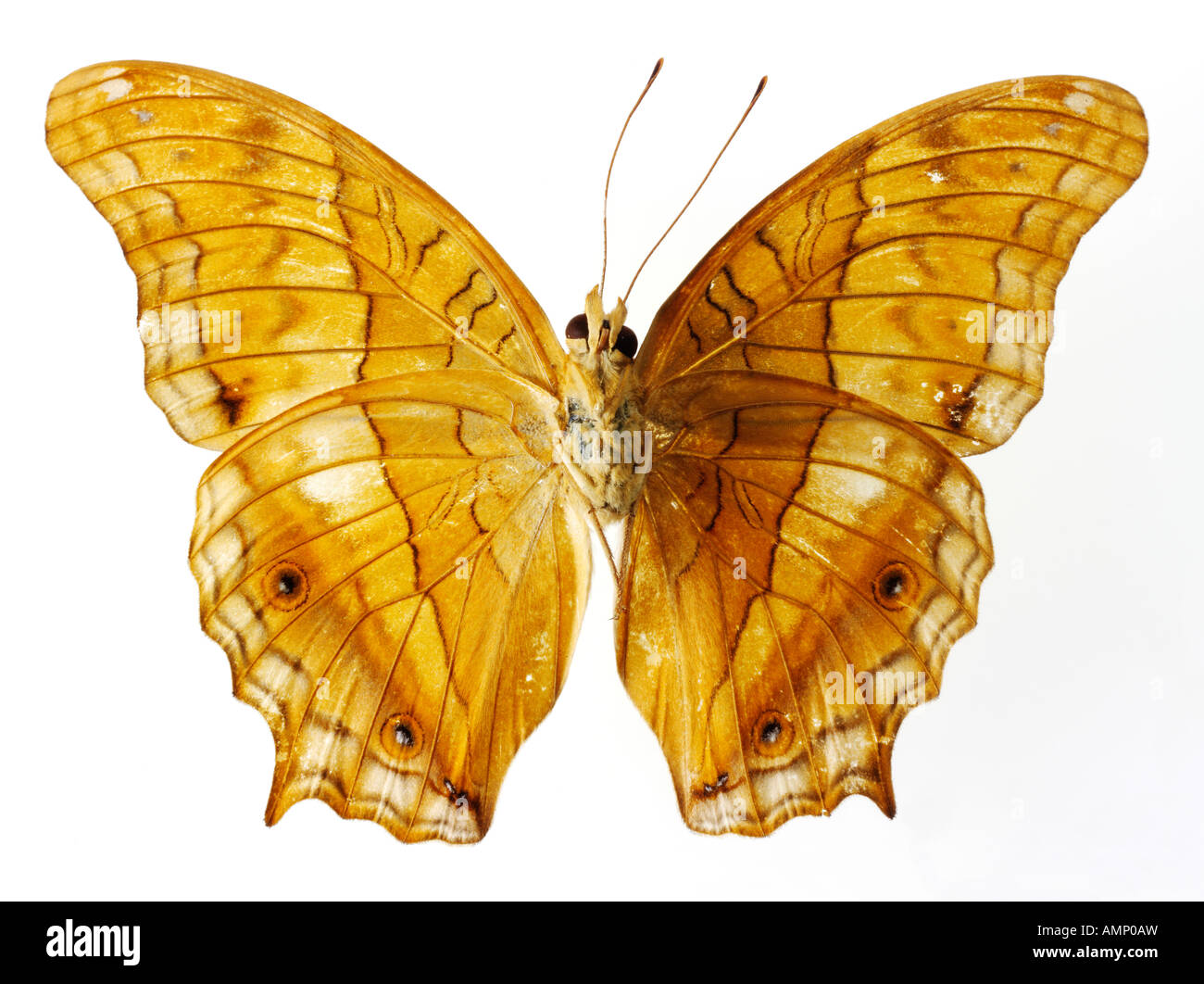 Schmetterling Nahaufnahme Stockfoto