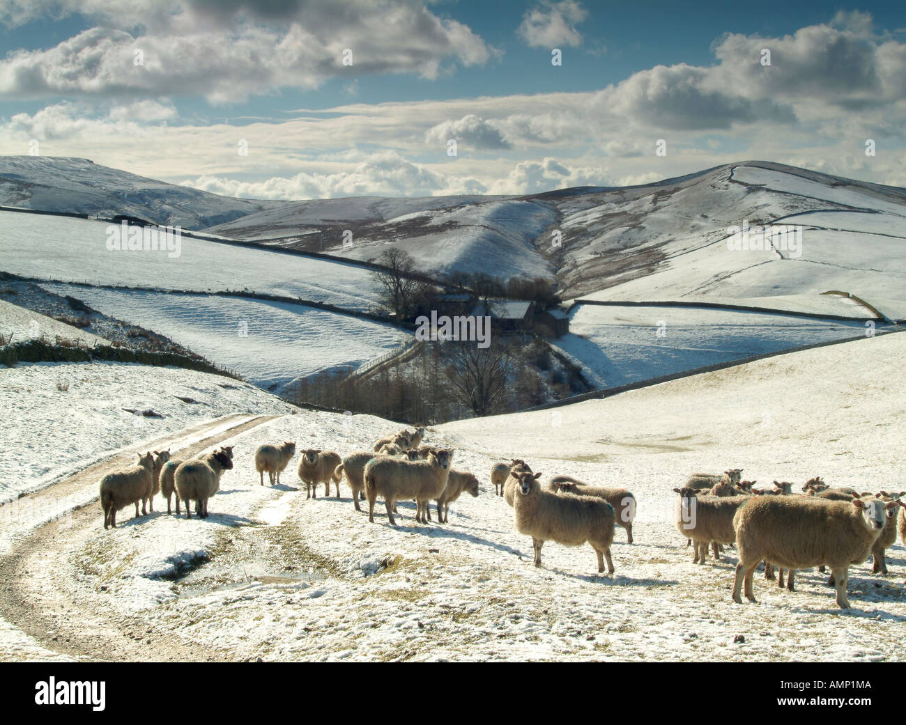 Hardy Cheshire Schafe am Hang unterhalb leuchtende Tor im Winter, der Peak District, Cheshire, England, UK Stockfoto