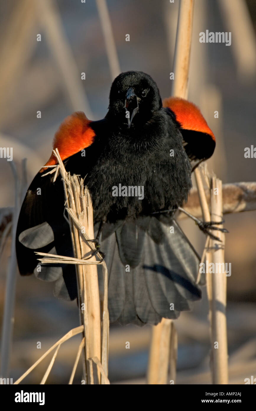 Rotschulterstärling - Männchen Balz ausführen anzeigen New York - USA Stockfoto