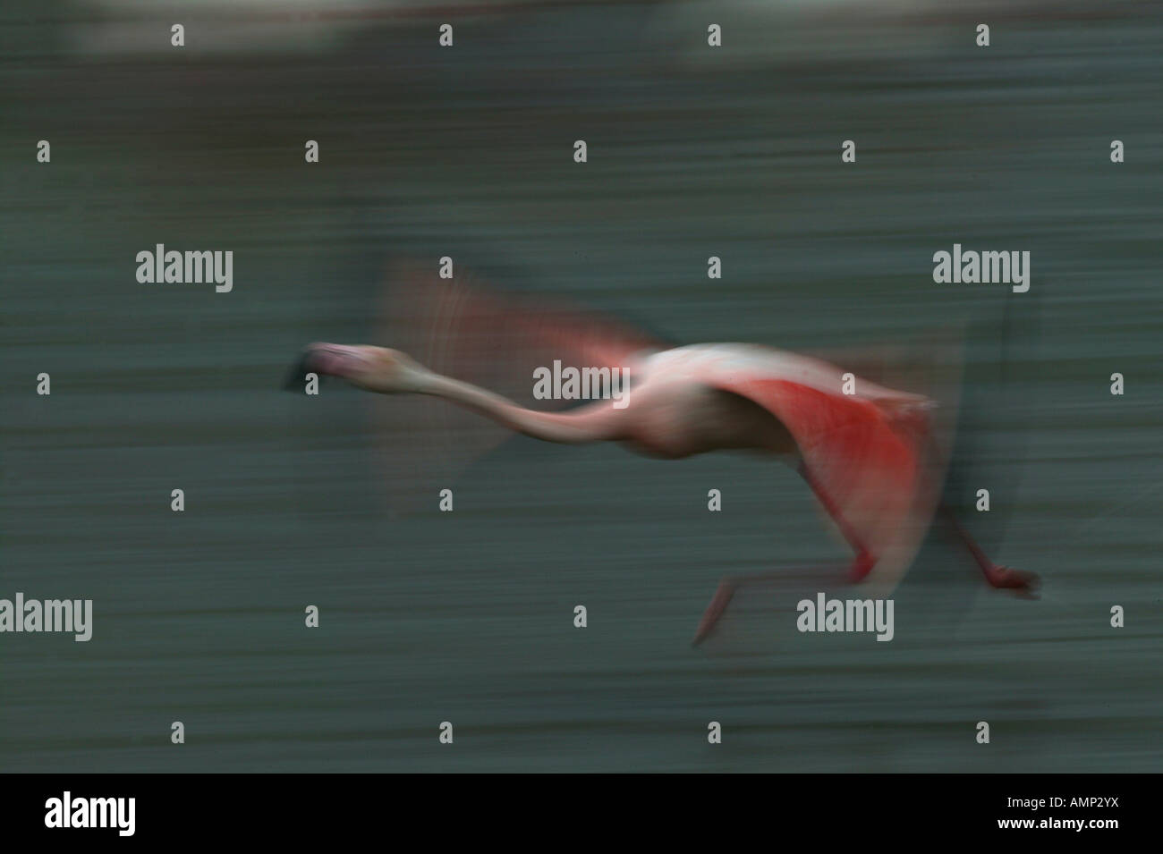 Größere Flamingo im Flug Frankreich Stockfoto