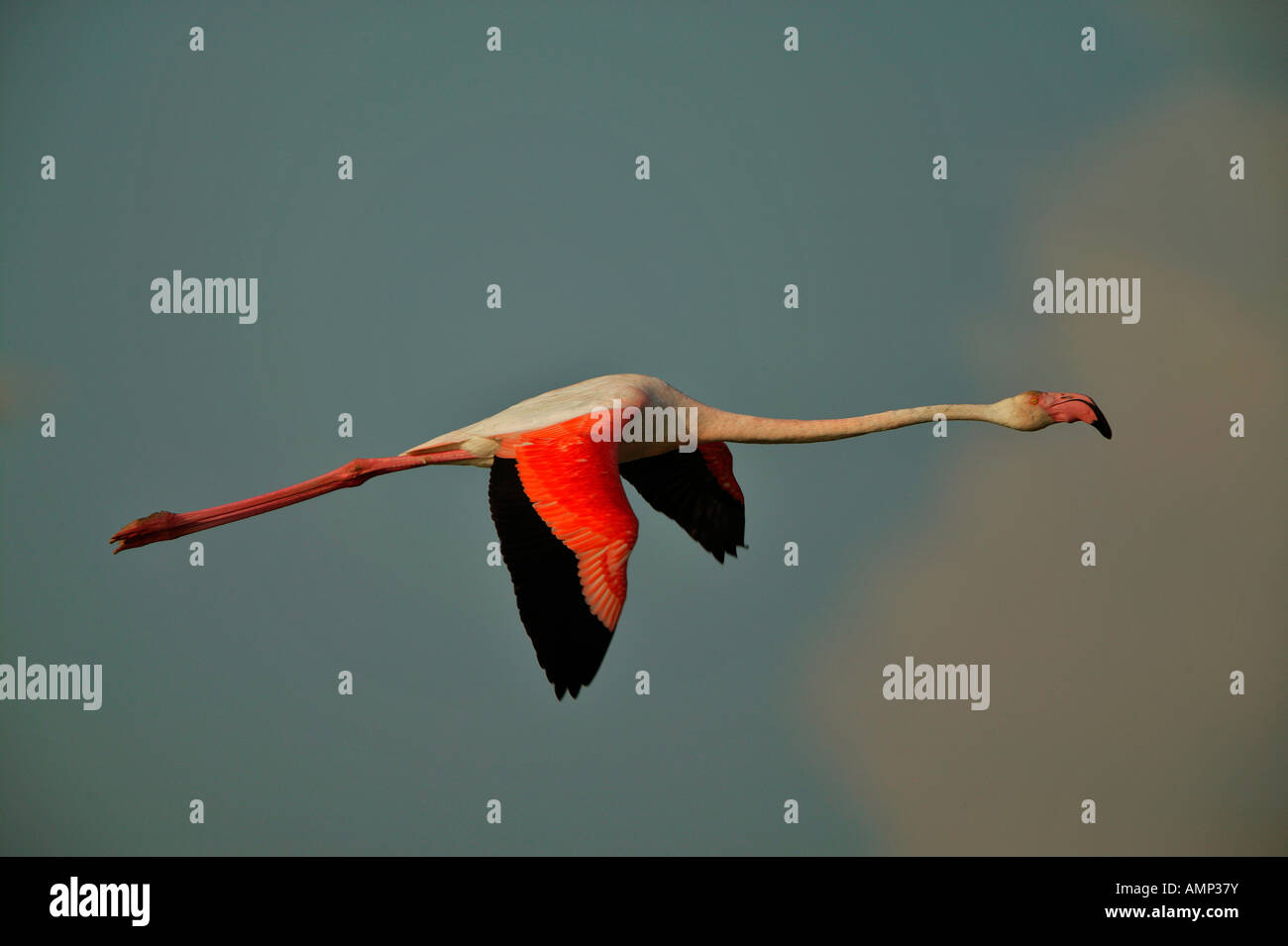 Größere Flamingos im Flug Frankreich Stockfoto