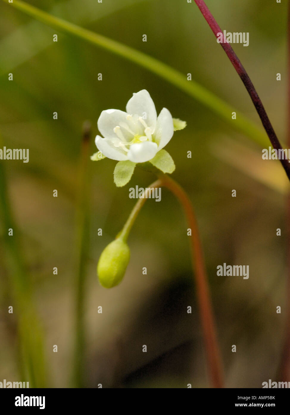 Runde rotblättrige Sonnentau, Drosera rotundifolia Stockfoto