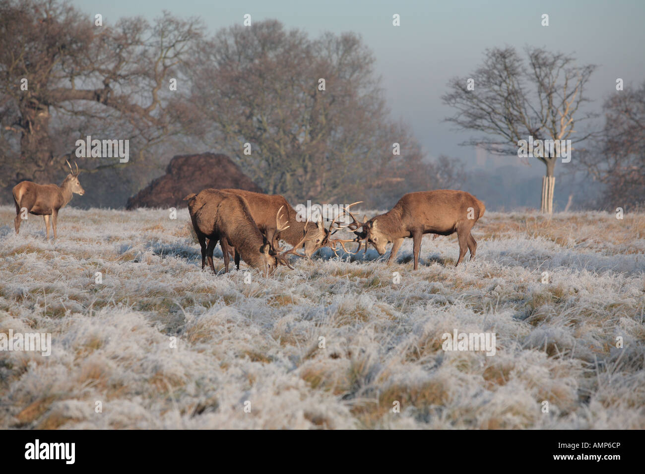 2 Hirsche kämpfen an einem klaren frostigen Morgen im Richmond Park Stockfoto