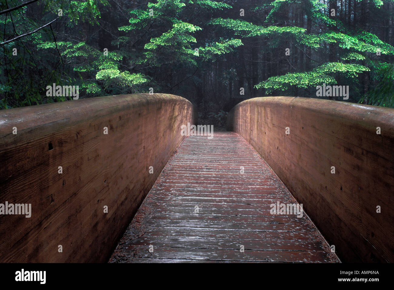 Eine Brücke in eine California coastal Redwood-Wald im Lady Bird Johnson Redwood National Park. Stockfoto