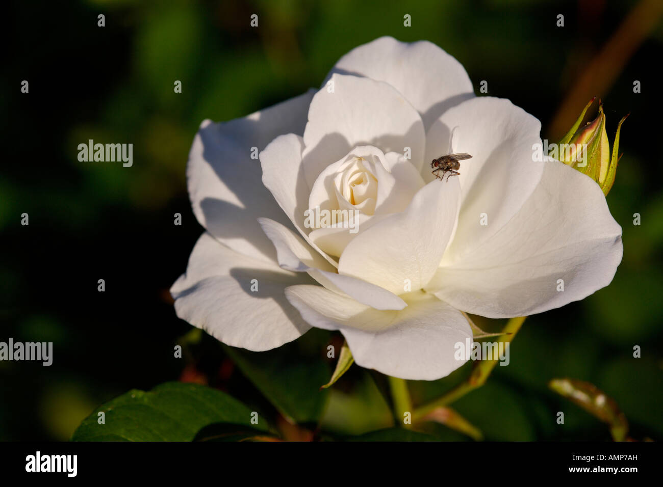 Weiße Rose - Eisbergs Floribunda Rose, Rosengewächse, im Rosengarten im Botanischen Garten Montreal, Montreal, Quebec, Kanada. Stockfoto