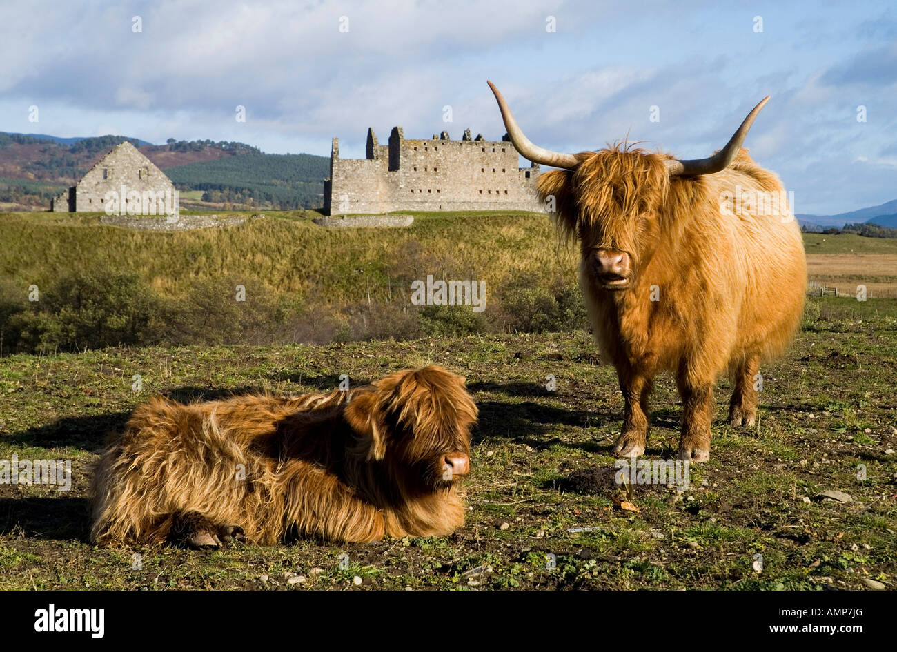dh KÜHE SCHOTTLAND Highland Rinder gehörntes Tierkalb schottische Langhaar-Kuh Stammbaum Vieh Hochland Garnisonsbaracken ruthven Stockfoto