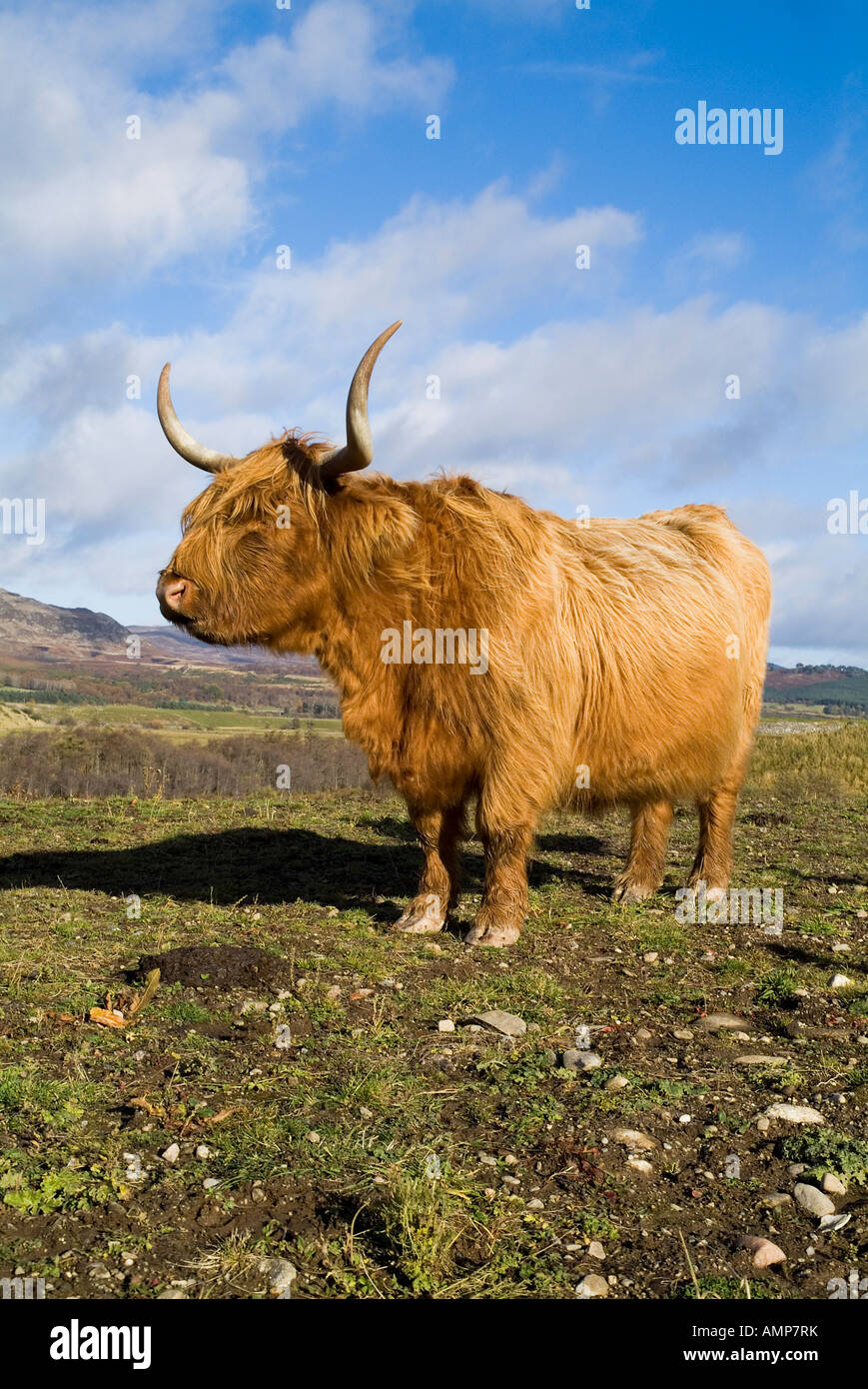 Dh Highland Kuh Rinder de Schottisches Hochlandrind Kuh in Feld Kingussie Stockfoto