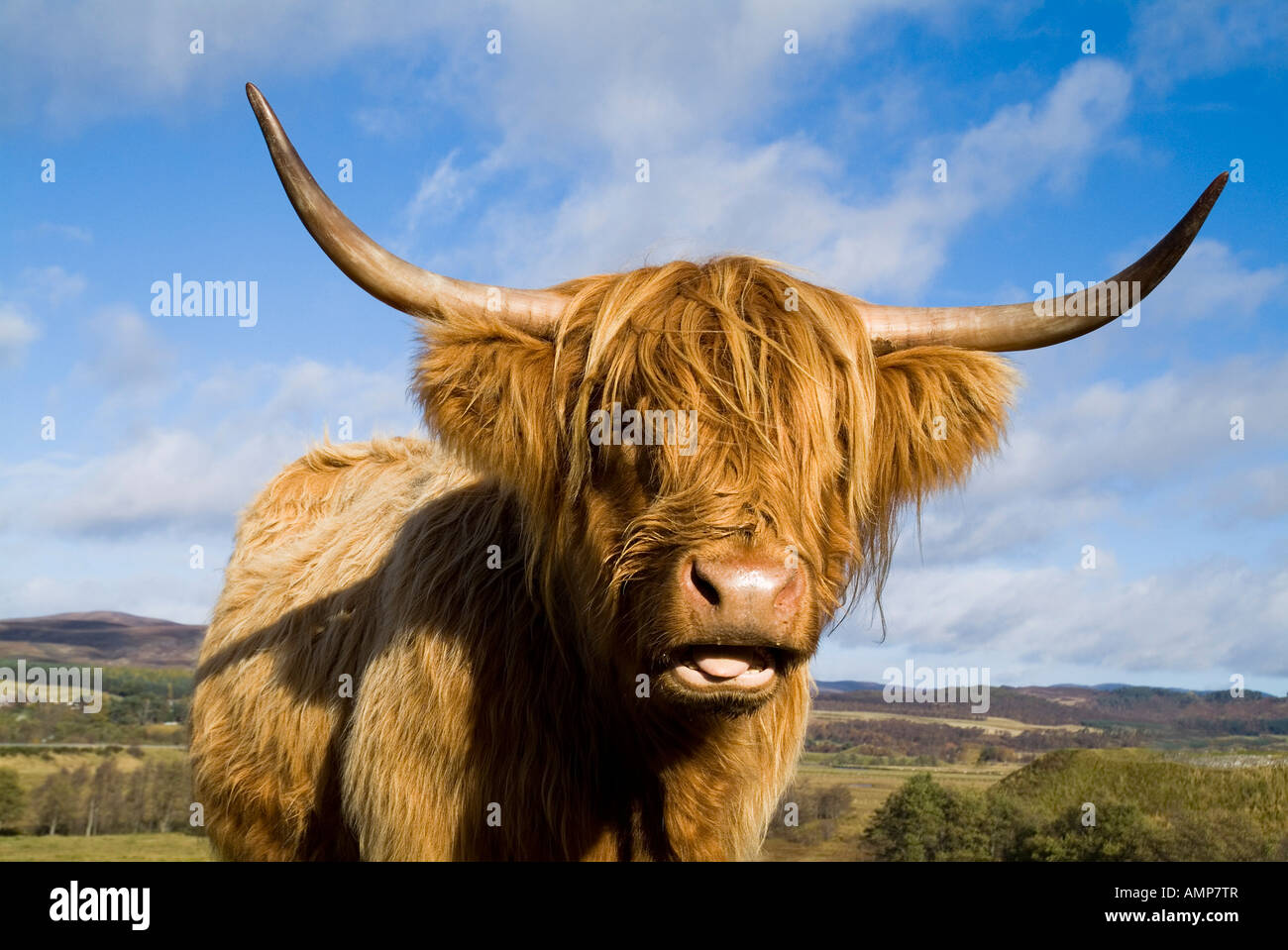 dh Scottish Highland Cow CATTLE SCHOTTLAND Nahaufnahme Kopfhörner zottige gehörnte Kühe Tiergesicht Stockfoto