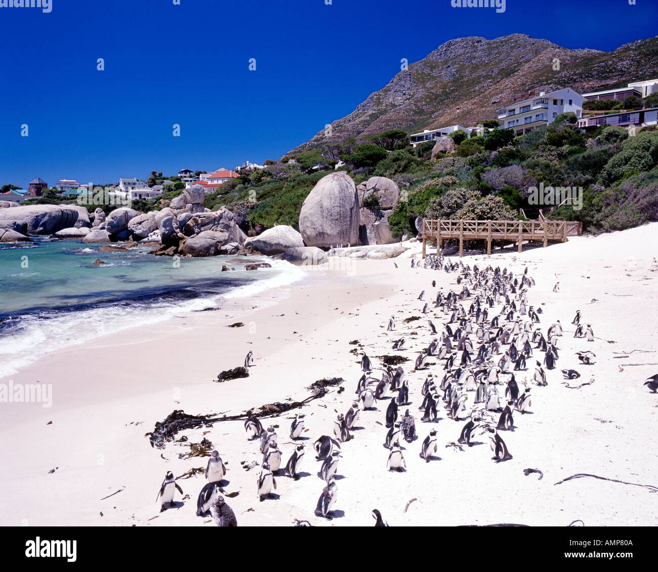 Jackass Pinguine (Sphenicus Demersis), auch bekannt als afrikanische Pinguine am Boulders Beach in Kapstadt Südafrika. Stockfoto