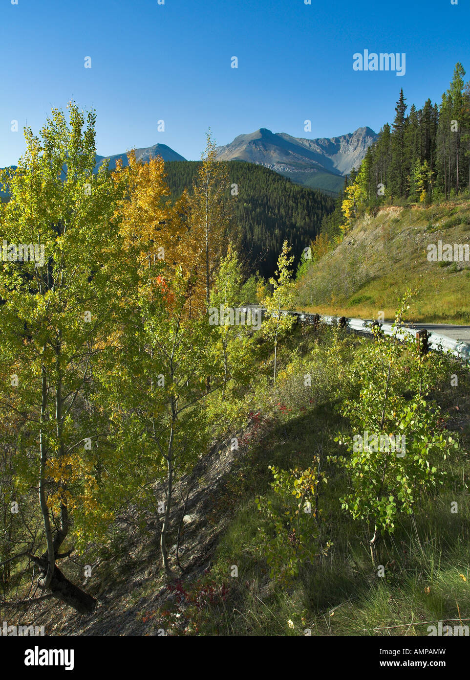 Schöne Straße und Bäume mit gelben und grünen Laub im Mountain reserve Stockfoto