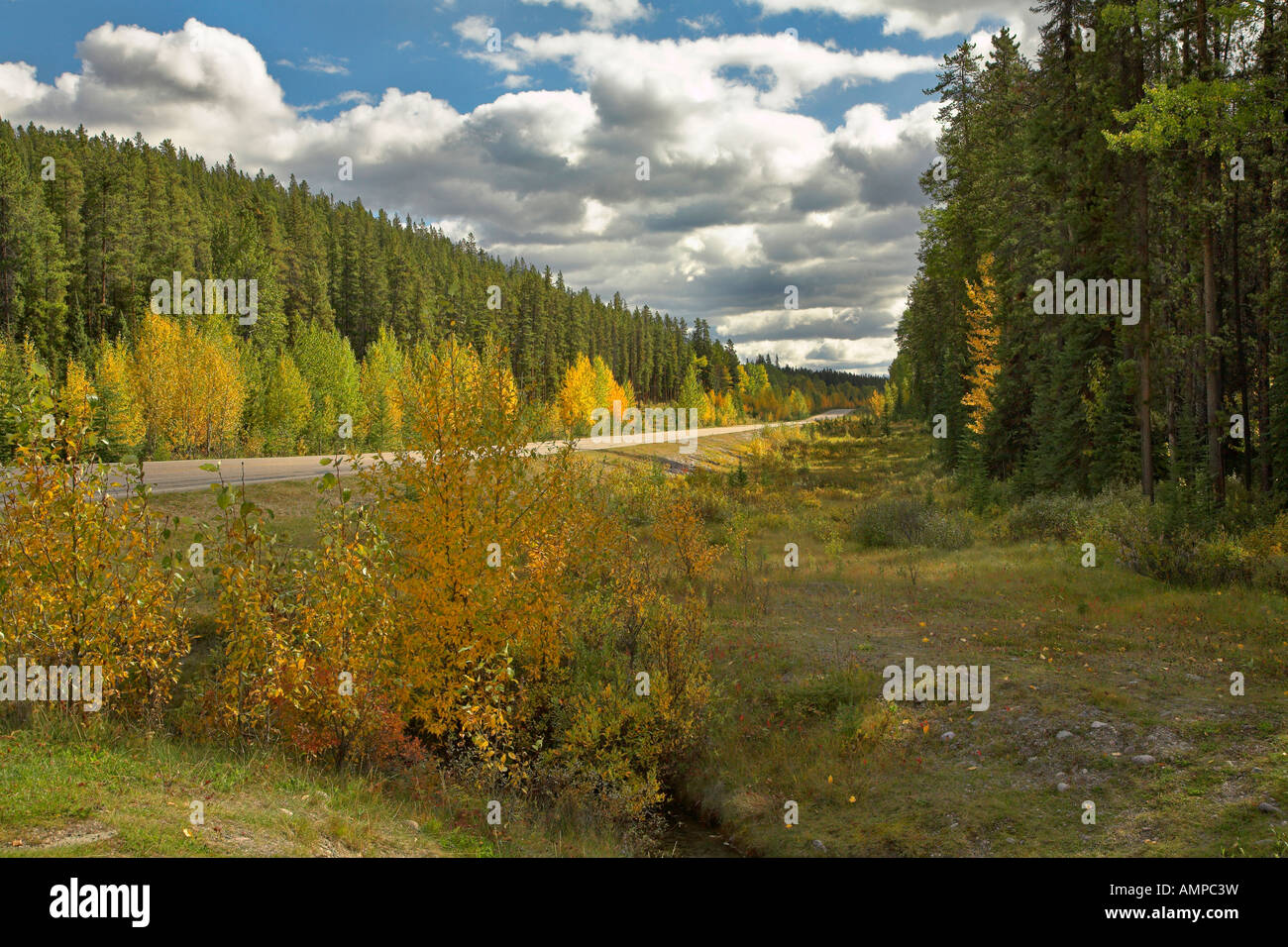 Straße in einen Wald in trüben Herbsttag Stockfoto