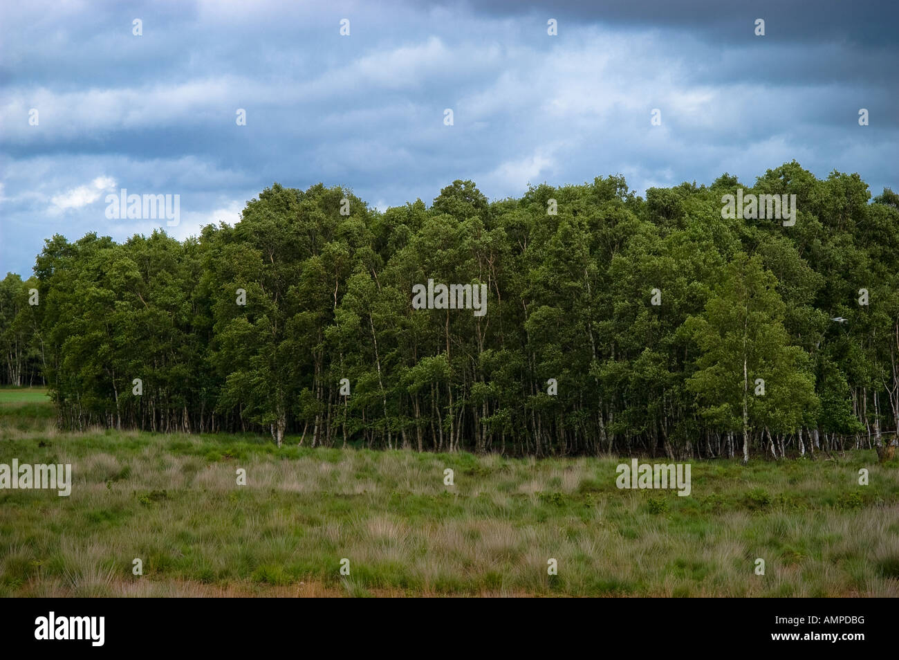 Rhedener Geestmoor, Feuchtgebiet Stockfoto
