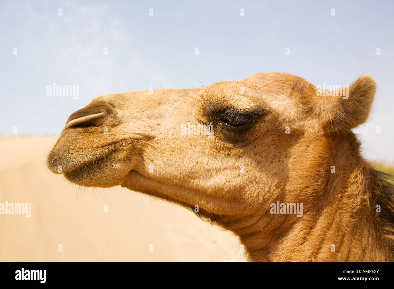 Das Kamel an der Sahara Marokko Stockfoto