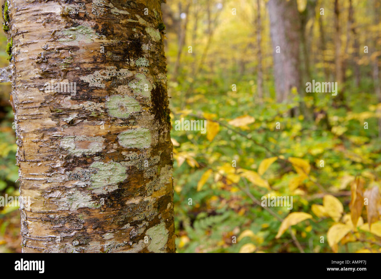Details der Stamm des Baumes auf einem Wanderweg führt von La Pont Blanc neben Riviere Jacques-Cartier, Quebec, Kanada. Stockfoto