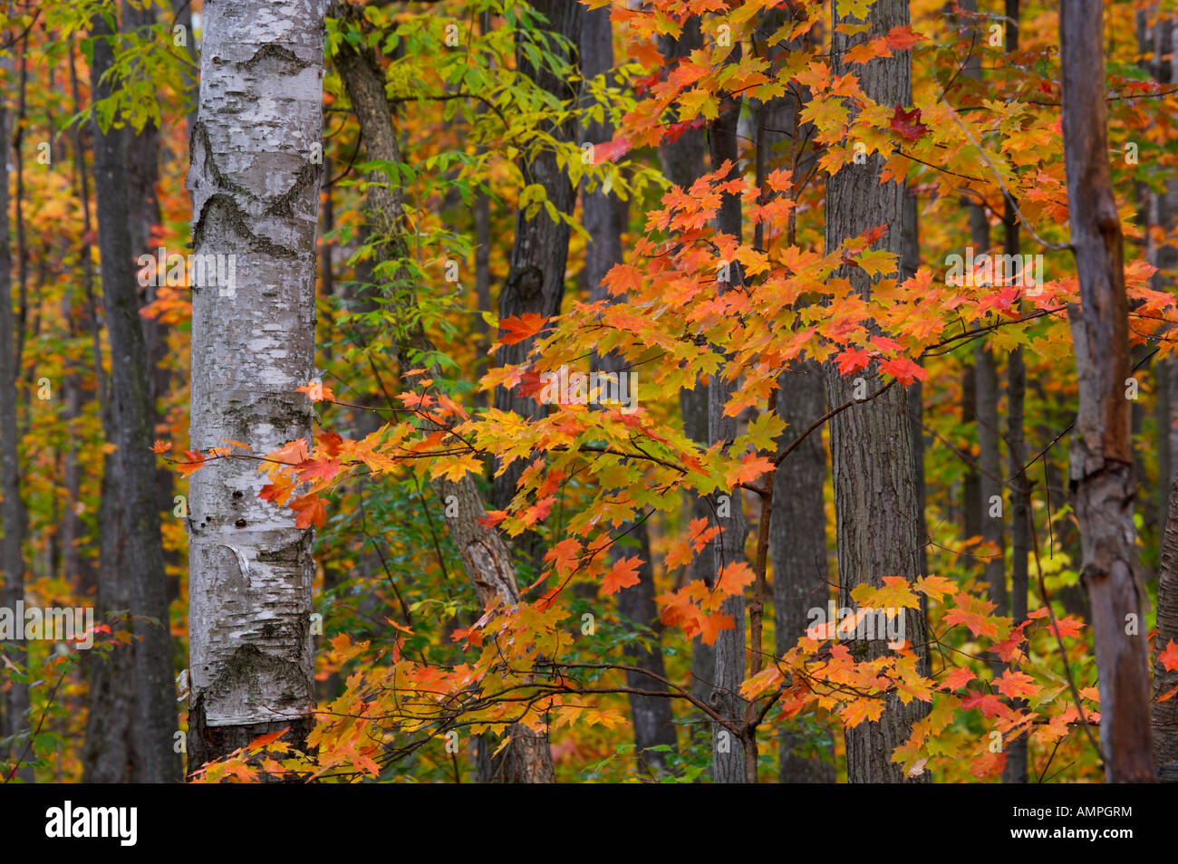 Herbstfarben auf dem Weg zum Rock Lake in Algonquin Provincial Park, Ontario, Kanada. Stockfoto