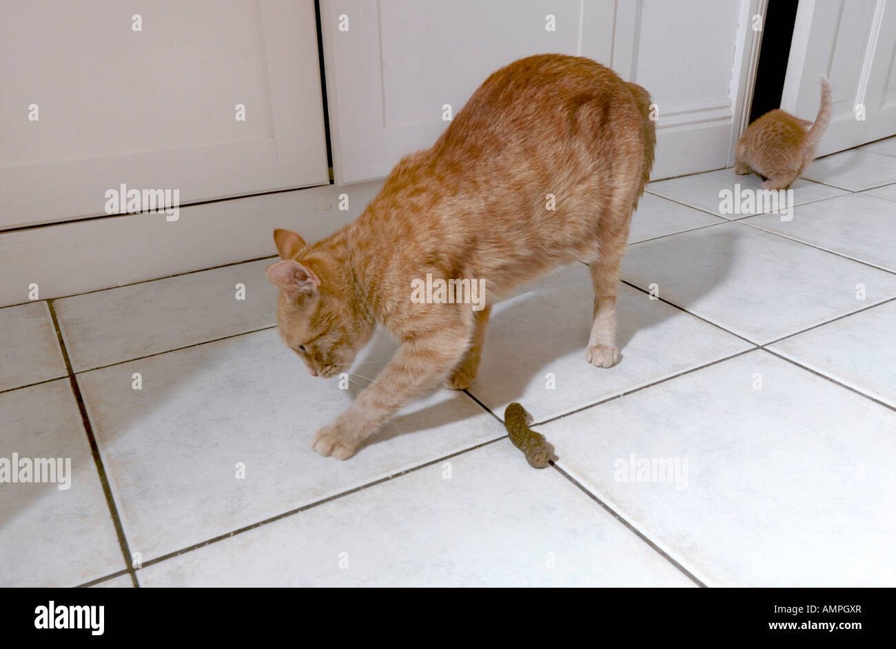 Katze-verlegen von Haus Verschmutzung versucht zu vertuschen, Faeses Stockfoto