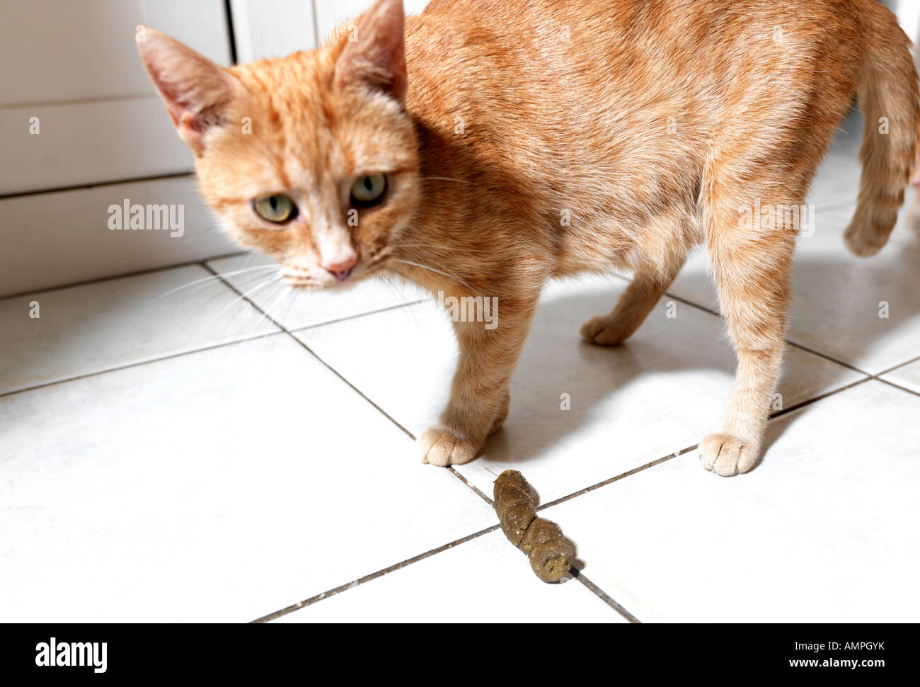 Katze-verlegen von Haus Verschmutzung Stockfoto