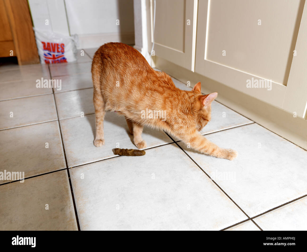 Katze-verlegen von Haus Verschmutzung, Faeses zu vertuschen versucht Stockfoto