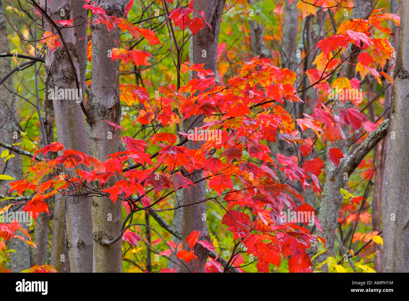 Herbstfarben auf dem Weg zum Rock Lake in Algonquin Provincial Park, Ontario, Kanada. Stockfoto