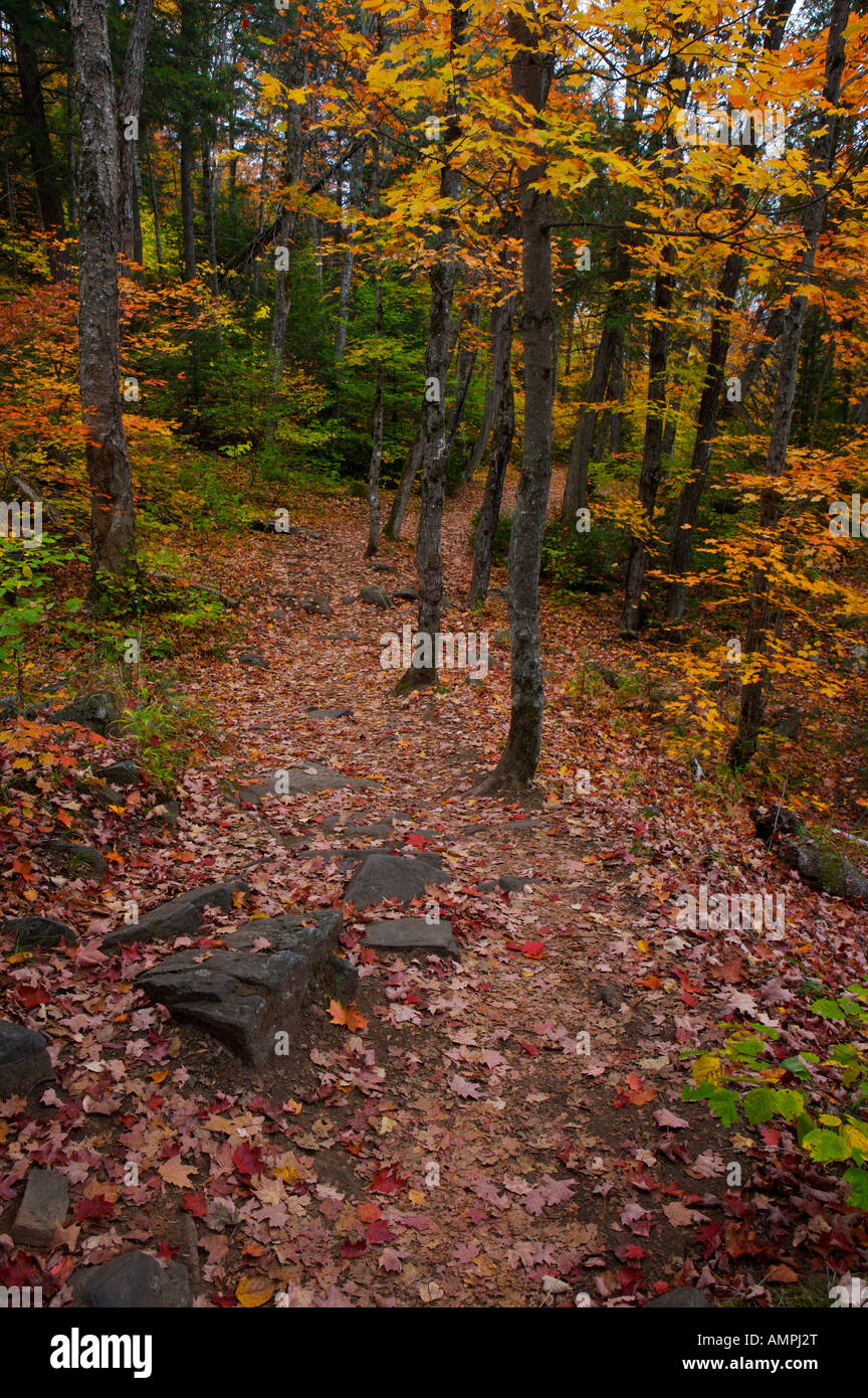 Herbst-Landschaft entlang des Weges zu den Ragged-Wasserfällen in der Habichtsbitterkraut Fluss-Ragged Falls Provincial Park, Ontario, Kanada. Stockfoto