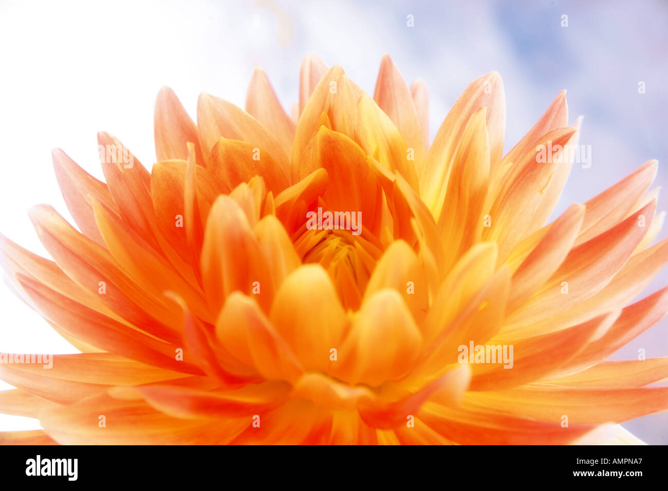 Dahlie, Dahlia variabilis Stockfoto