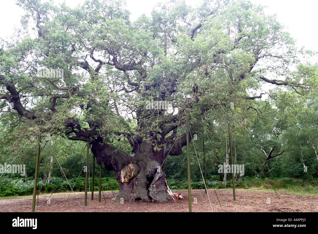 Robin Hood-Festival der großen s Eiche größte Eiche Baum im Vereinigten Königreich die englische oder Pedunculate Eiche Quercus Robur Stockfoto