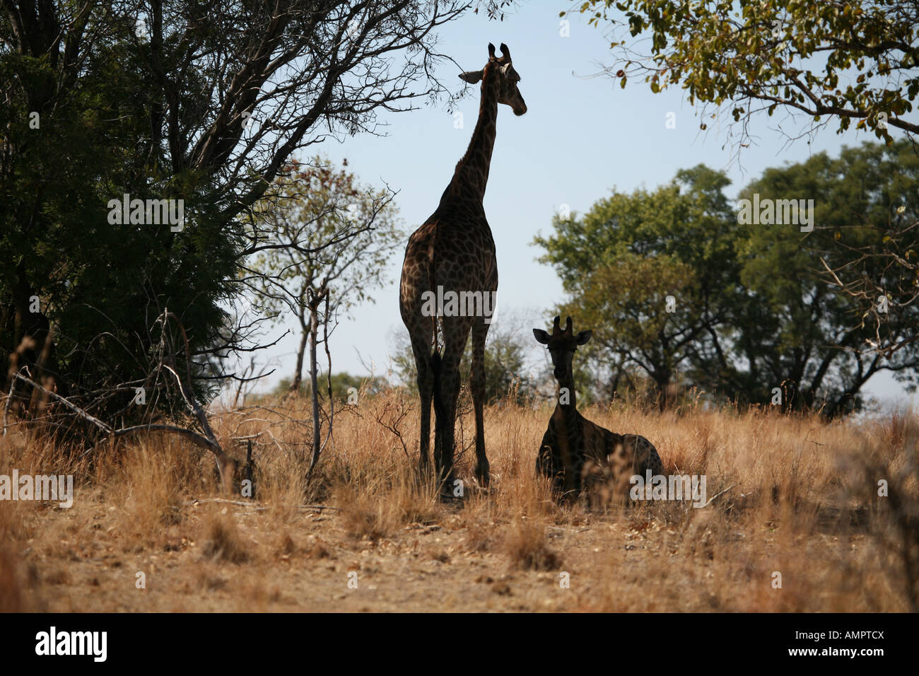 Giraffe Kalben mit Mutter Stockfoto