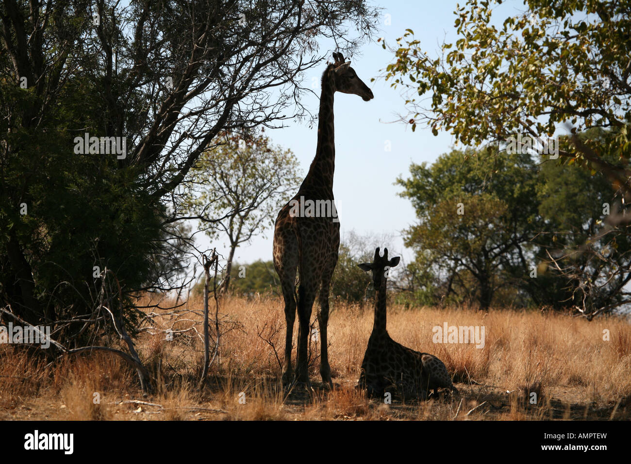Giraffe Kalben mit Mutter Stockfoto