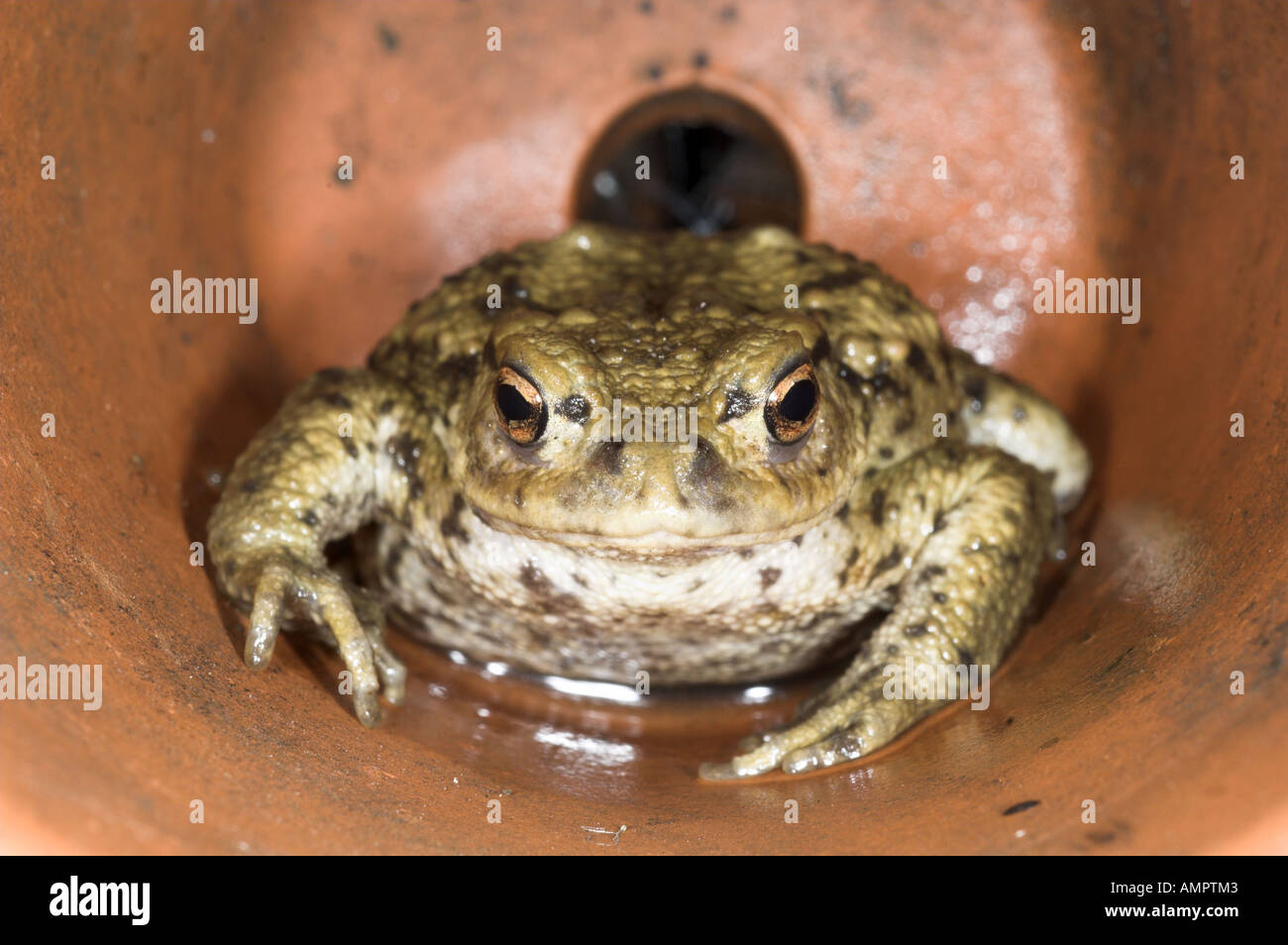 Gemeinsame Kröte Bufo Bufo in Terrakotta Flower pot Norfolk UK August Stockfoto