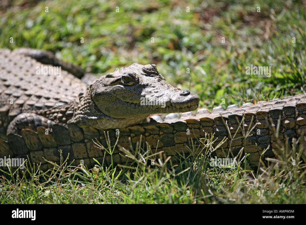 Baby-Krokodil hautnah Stockfoto