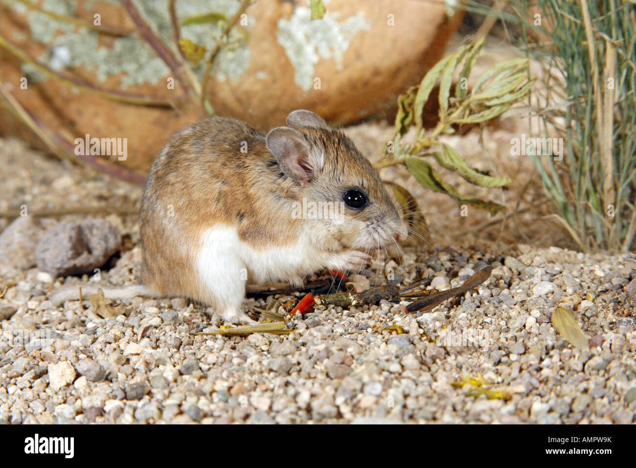 Südlichen Grasshopper Maus Onychomys Torridus Elgin Cochisel County Arizona Vereinigte Staaten Stockfoto
