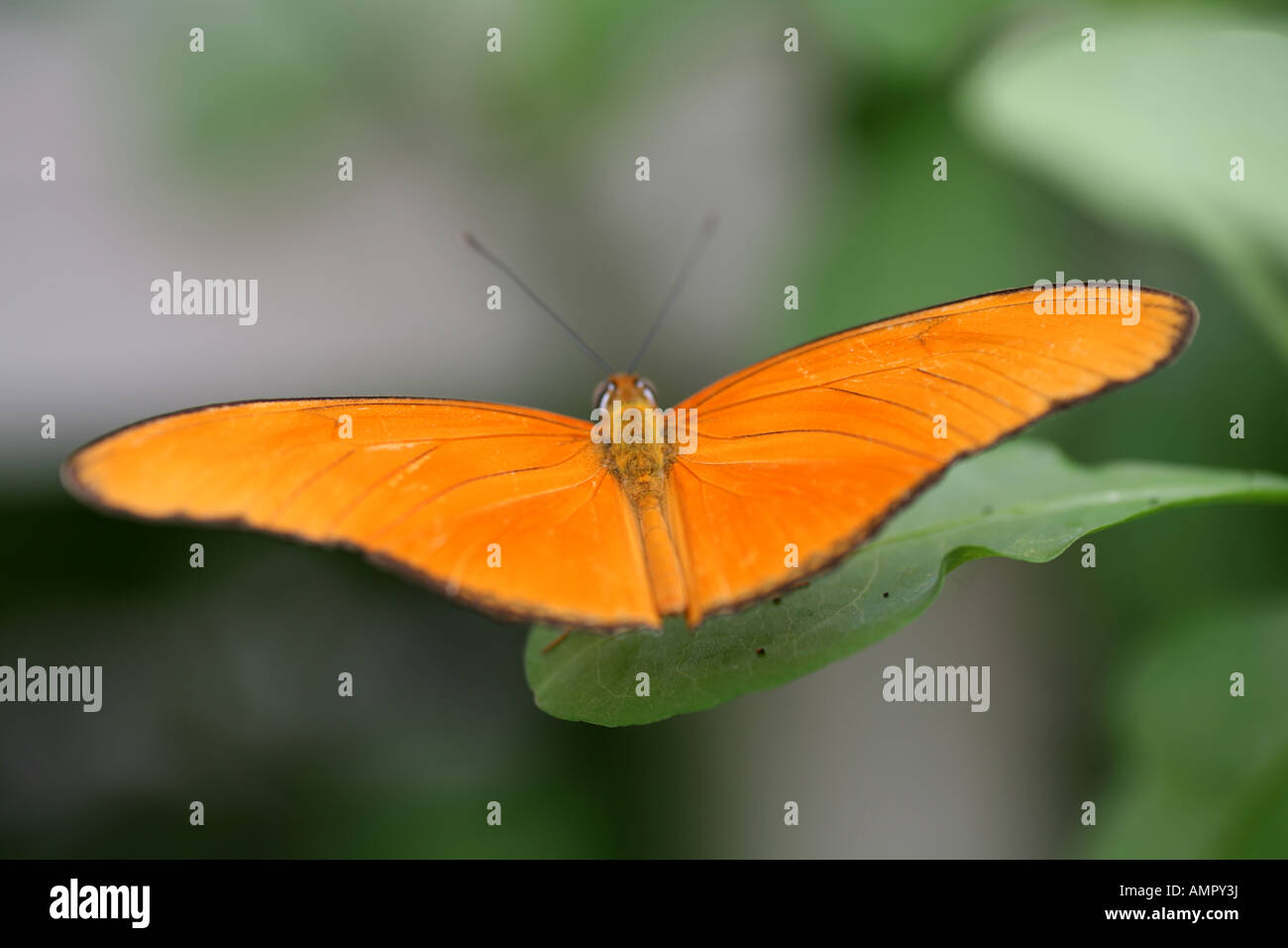 Flamme Schmetterling auf Blatt Stockfoto