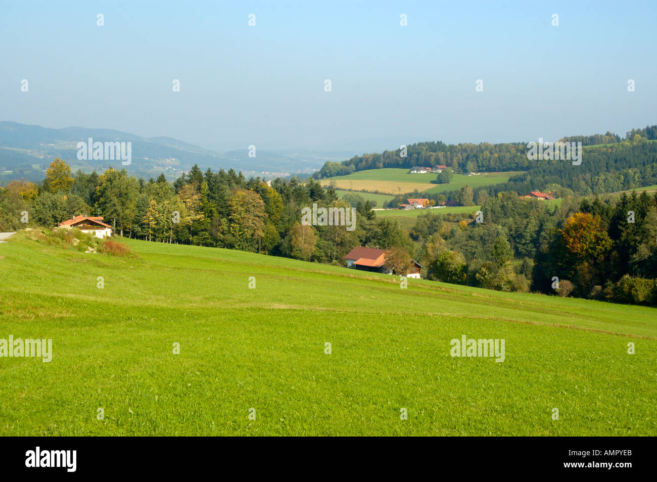 Grüne Wiesen und Wald Wuehnried Bei Gotteszell Bayerischer Wald niedriger Bayern Deutschland Stockfoto