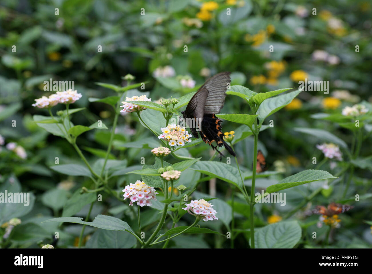 Crow Schwalbenschwanz Schmetterling Stockfoto