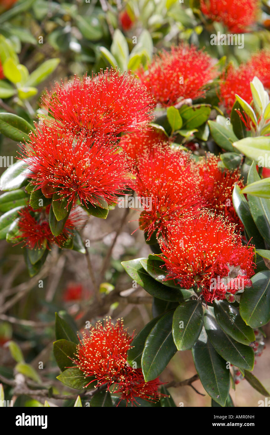 Pohutukawa Tree bei Omata Beach, Taranaki, Nordinsel, Neuseeland. Stockfoto