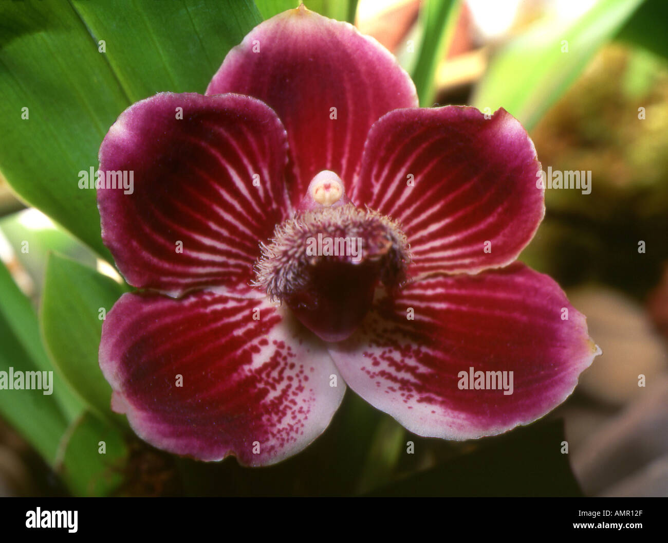 Eine Dunkle Rote Motte Orchidee Phalaenopsis Bei Den New York Orchideen Show U S A Stockfotografie Alamy