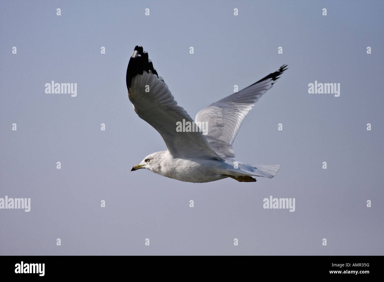 Kalifornien Möwe im Flug Stockfoto