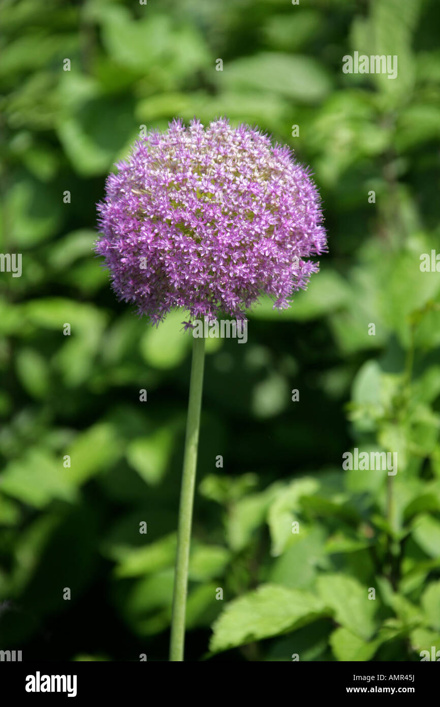 Purple Sensation Flowers, Allium hollandicum, Alliaceae. Zierzwiebel alias Allium aflatunense Stockfoto