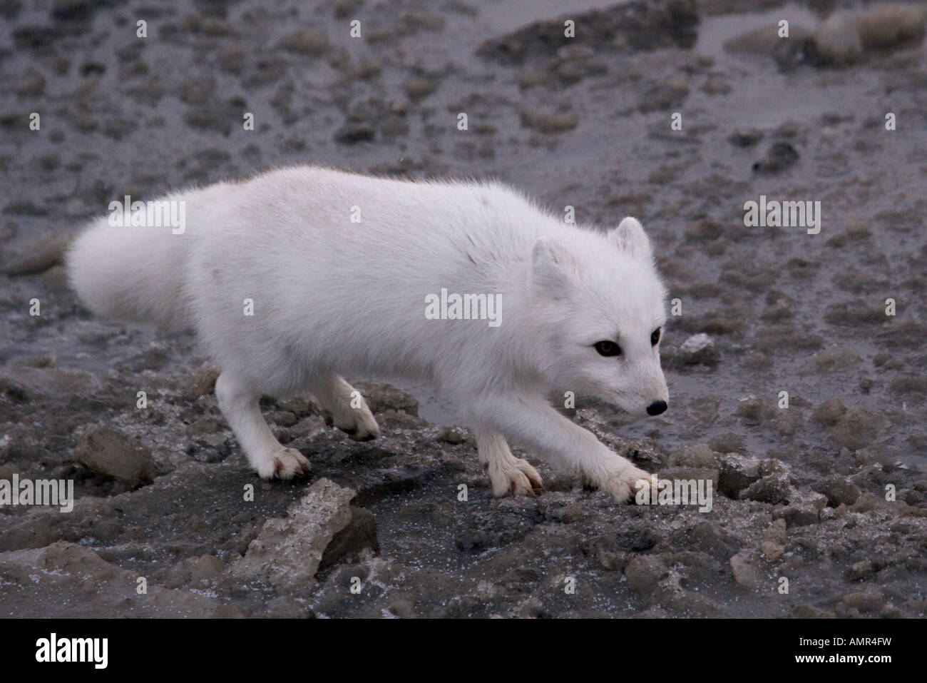 Polarfuchs, Alopex Lagopus auf Nahrungssuche in der Tundra in der Churchill Wildlife Management Area, Churchill, Manitoba, Kanada. Stockfoto