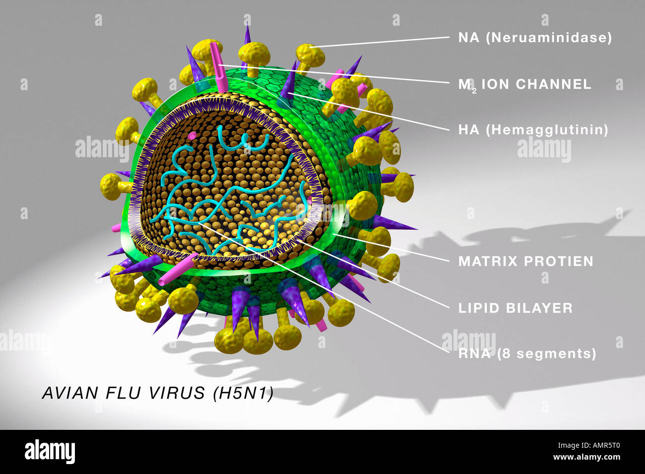 Diagramm des Vogelgrippe-Virus Stockfoto