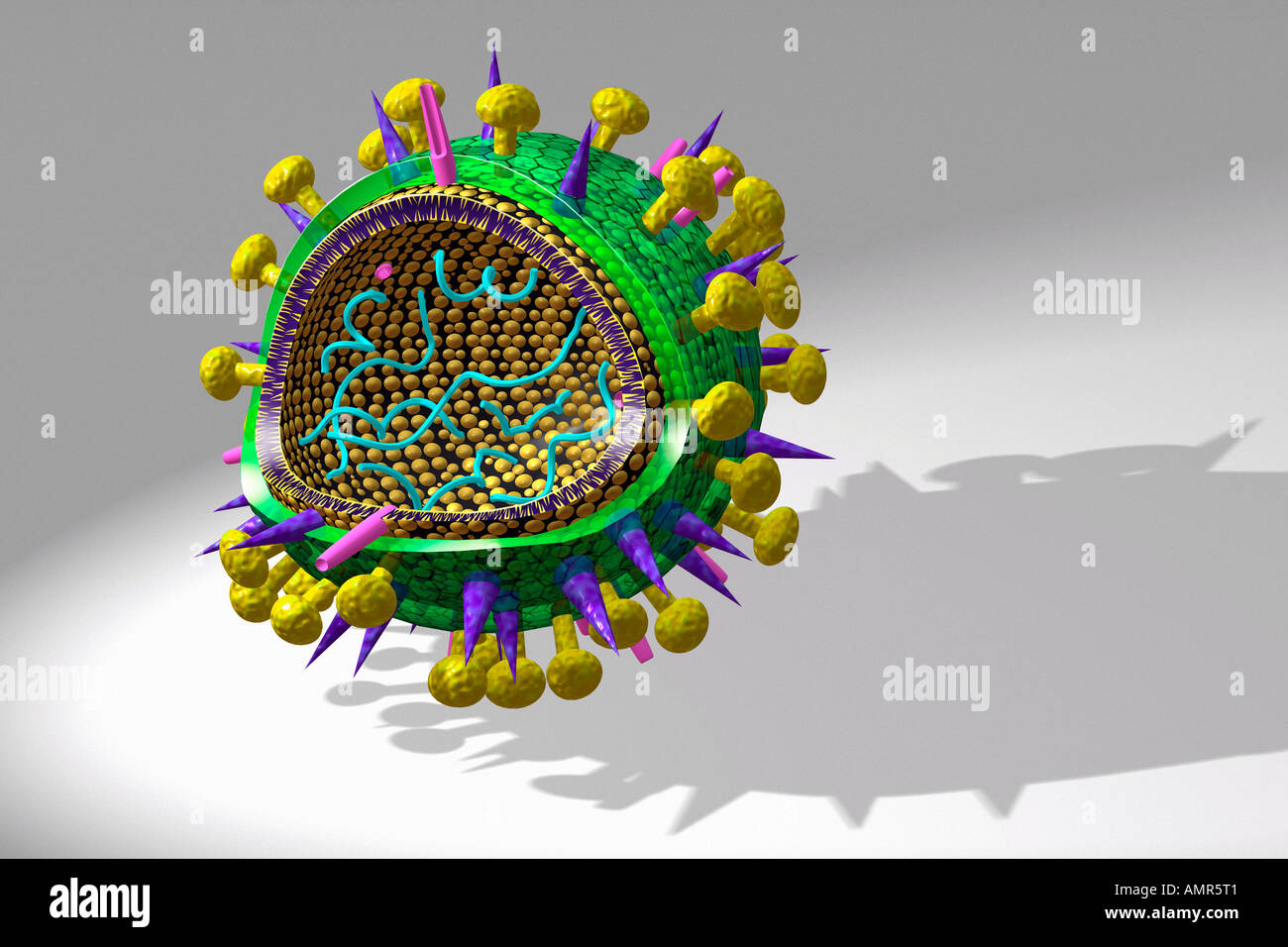 Vogelgrippe-Virus Stockfoto