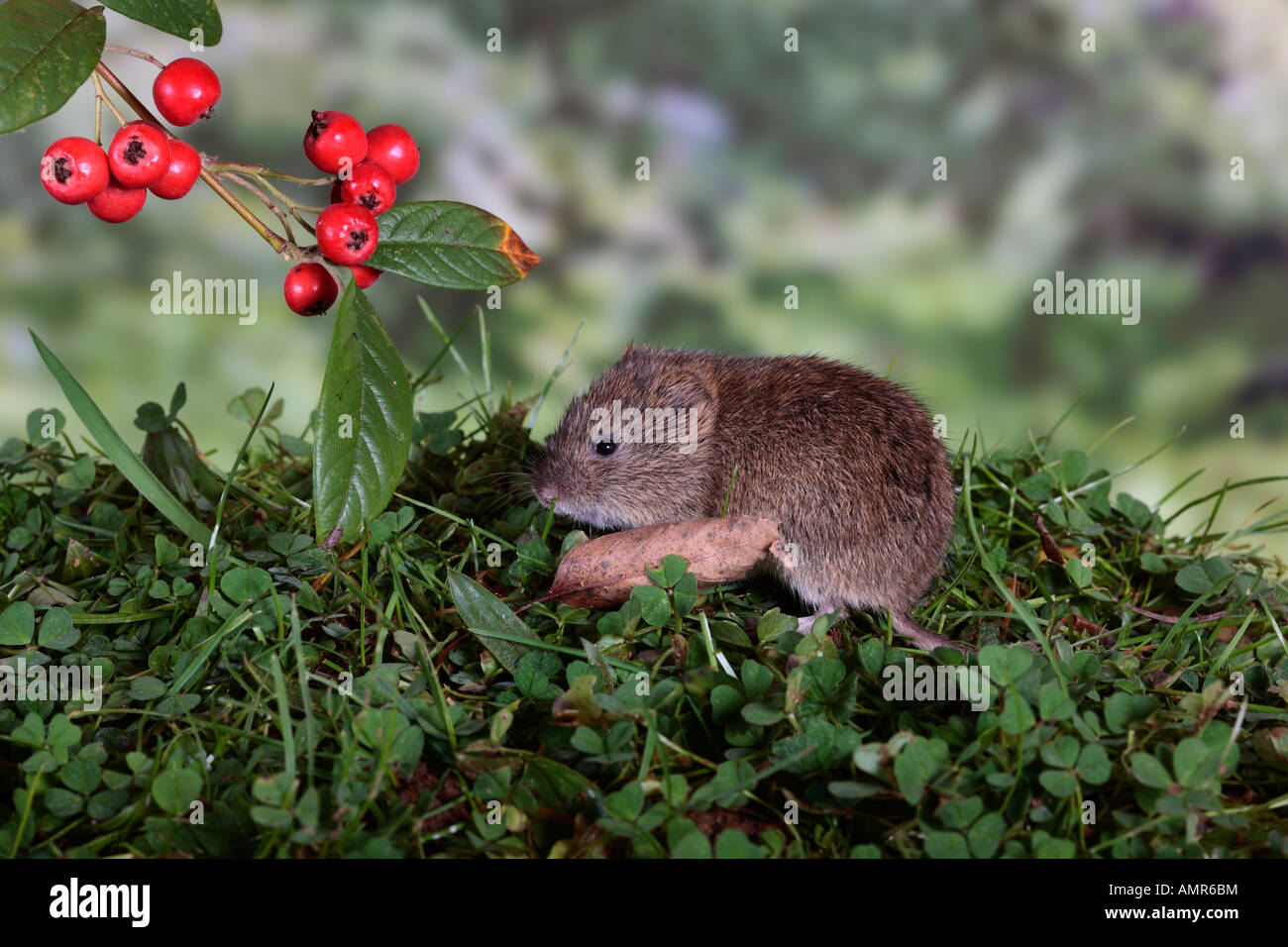 Kurzschwanz-Wühlmaus Microtus Agrestis auf Rasen mit Beeren Potton Bedfordshire Stockfoto