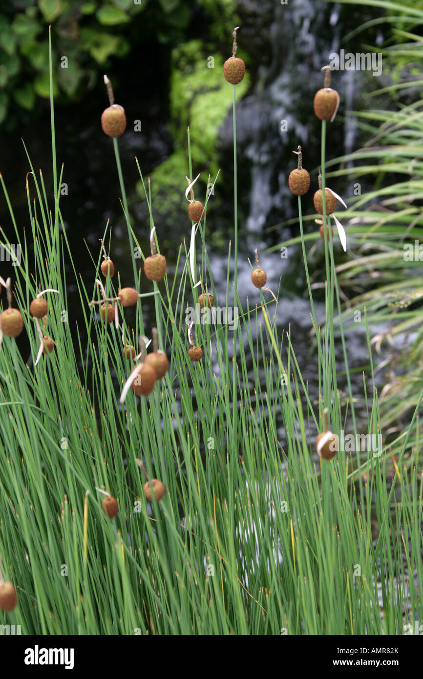 Zwergbullush aka Zwerg Cattail oder Reedmace, Typha minima Typhaceae. Wassermarginalpflanze Stockfoto