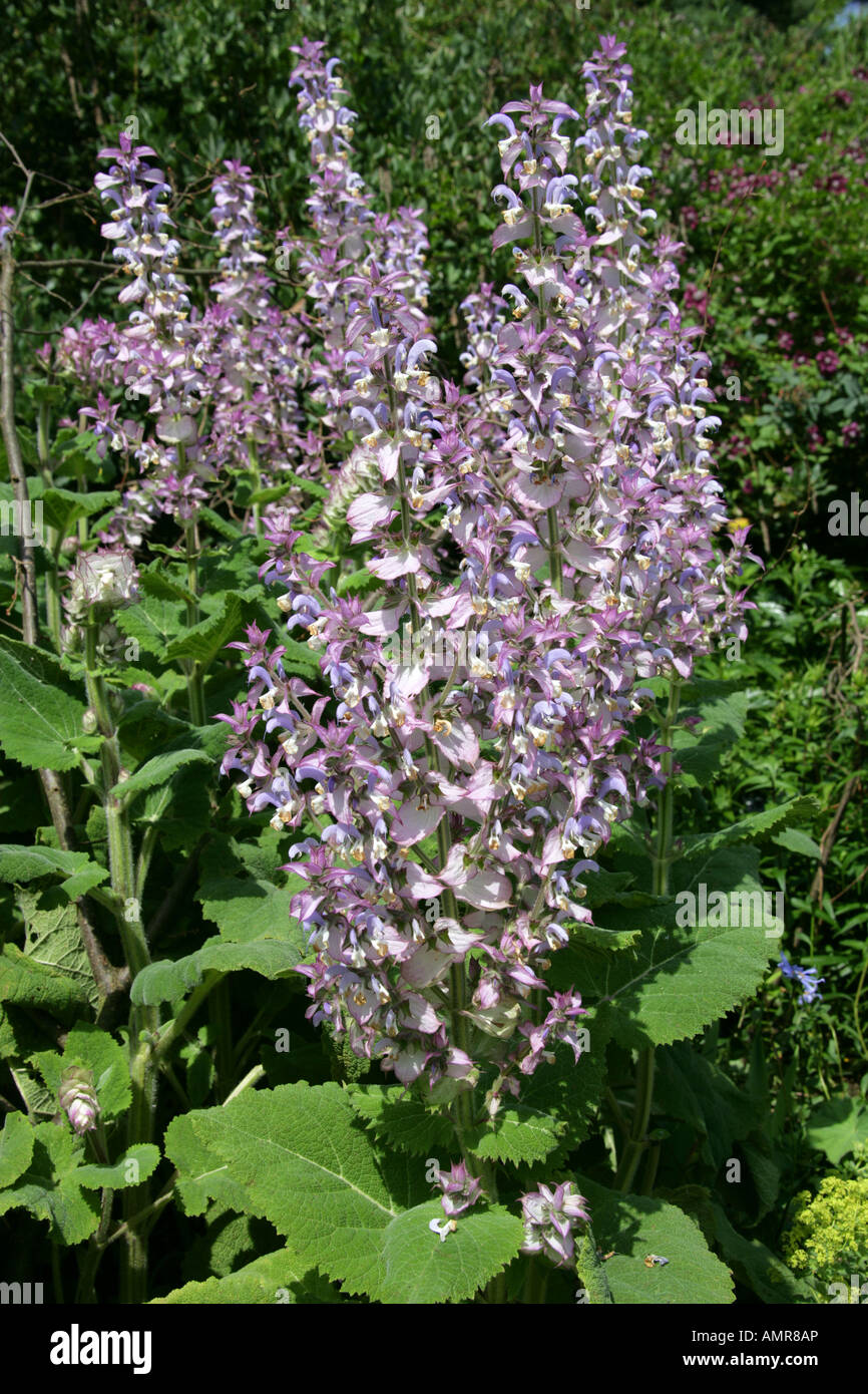 Clary aka Salbei Salvia Sclarea, Lamiaceae Stockfoto