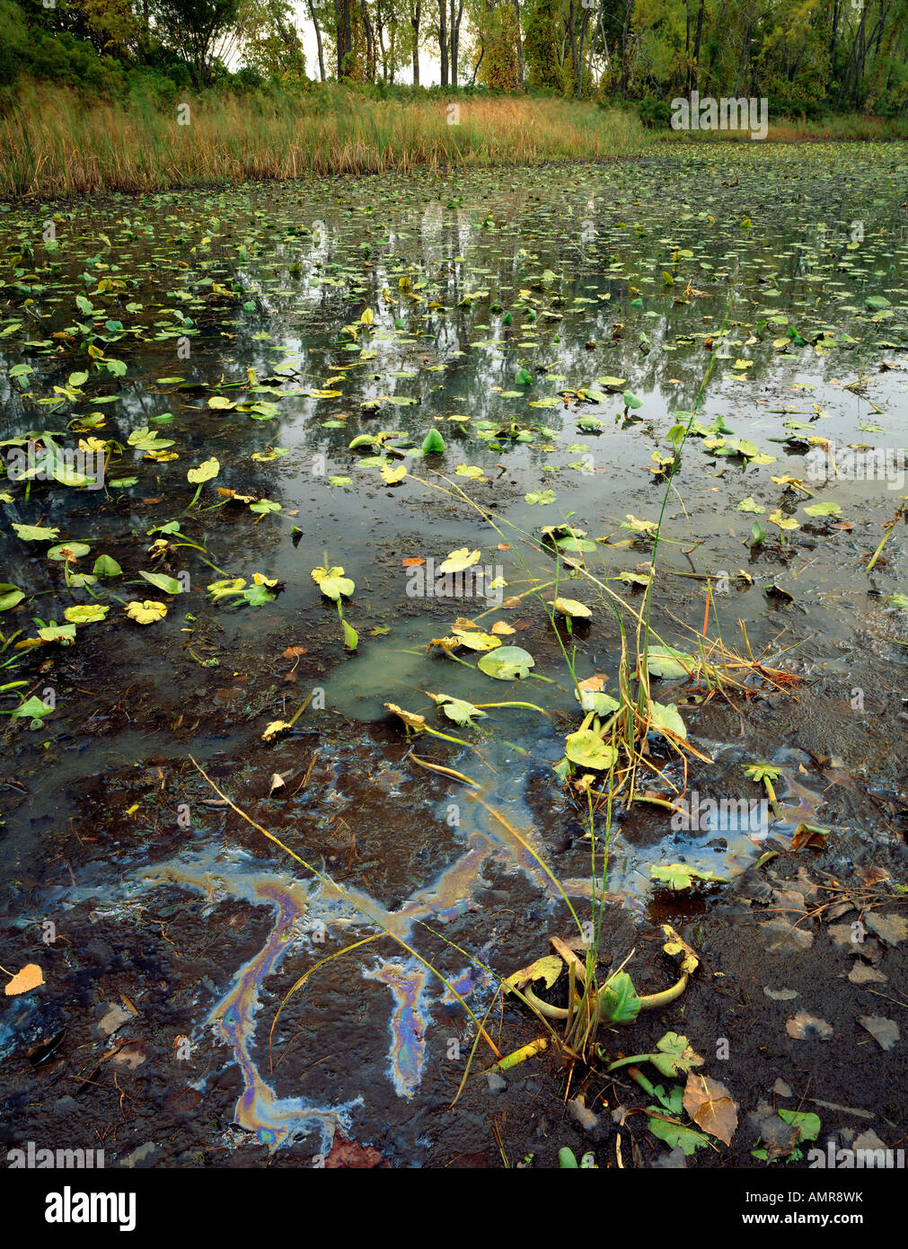 Verunreinigung des Wassers, das scheint Motoröl in der Nähe von Hufeisen Teich Presque Isle State Park Pennsylvania Umwelt zu sein Stockfoto