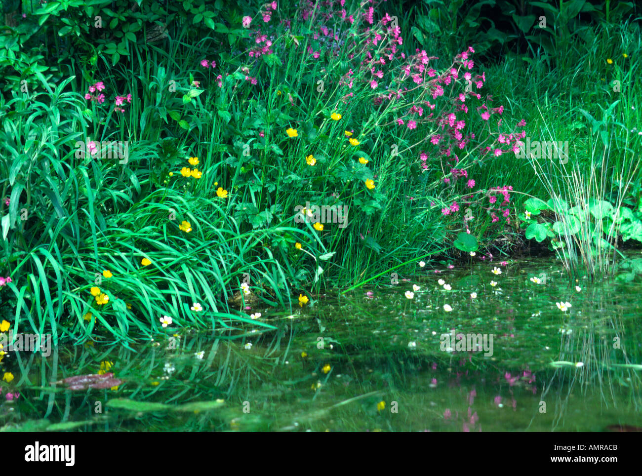 Teich Pflanzen und Blumen-Wiltshire England Stockfoto